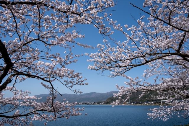 海津大崎桜