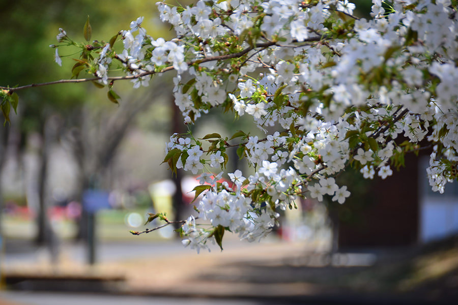 ひたち海浜公園