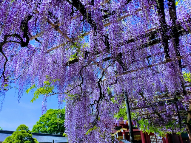 笠間稲荷神社の藤